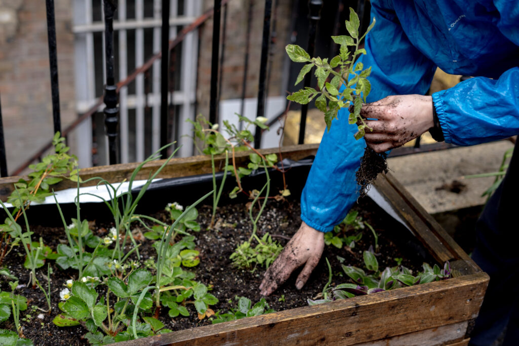 A person in a blue jacket is planting seedlings in a raised wooden garden bed on a balcony. The garden contains various young plants, and the person's hands are covered in soil.